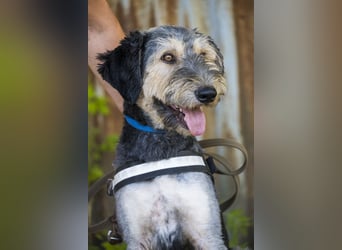 Boomer-SI, junger Hund sucht aktive Familie