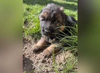 Deutsche Schäferhunde Langstockhaar