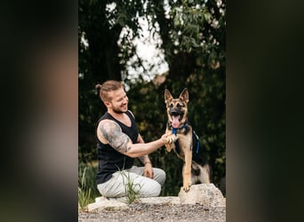 Verspielte Samantha sucht aktives Zuhause