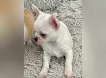 Chihuahua Rüden 9 Wochen alt mit Ahnentafel
