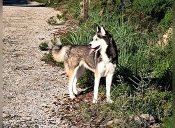 Husky-Dame Maya H. möchte in den kühleren Norden umziehen und eine neue Familie finden