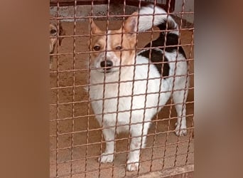 ❤️ süßer kleiner Stenz PABLO - 3 Jahre, 30cm - Corgi-Jack-Russel-Mix