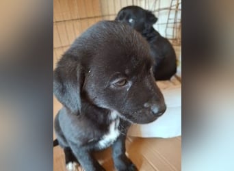 Mily- Kokoni-Mix Mädchen sucht Familie