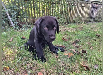 Aussiedor Welpen, Aussiedore suchen ihr Zuhause, Labrador x Australien Shepard