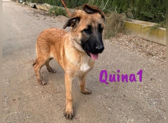 Quina1 06/2024 (ESP) - bezaubernde, aufgeschlossene & soziale Schäferhund-Mix Welpin!