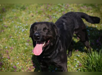 Wunderschöner Labradormischling Ivar sucht seine Menschen   Zuhause oder Pflegestelle zum 02.08.2025