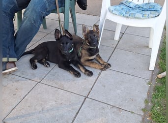 Schäferhundwelpen