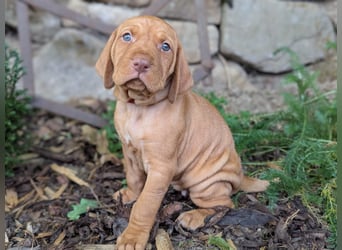 Ungarisch-Drahthaar-Welpen (UD) - Magyar Vizsla