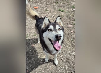 Hachiko, er wird immer übersehen