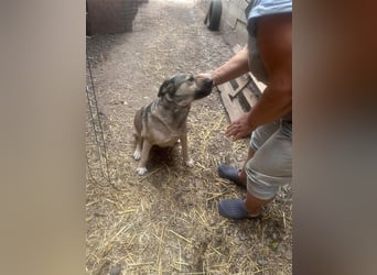 VIDA sucht ihr Glück