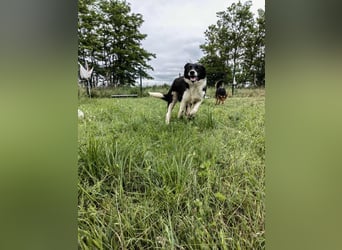 Deza, geboren 01.10.2024, 50cm sucht sein Zuhause