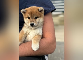 Shiba inu Welpen mit Papieren, Transport möglich!