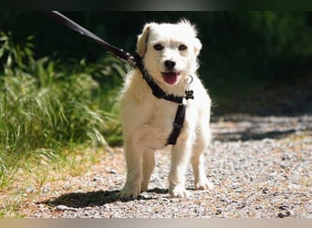 Babette, Mix Podengo / Terrier, lieb und verträglich