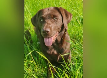 Reinrassige Labradorwelpen (Arbeitslinie)drei schwarze Mädels suchen ein schöne Zuhause