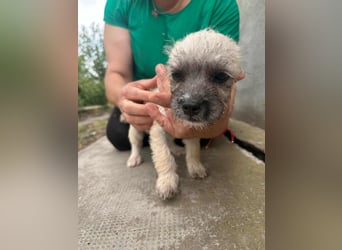 Sugar, geboren 01.05.2025, 21cm sucht ihr Glück