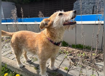 ZARA ❤️ ein süßer Schatz, Pflegefamilie Elsdorf