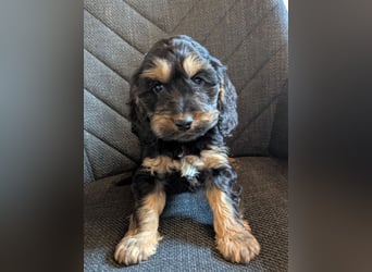 Cockapoo Welpen