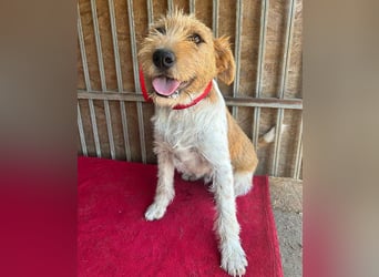 ❤️ superlieber Familienhund FLIP - 1,5 Jahre, 45cm - Foxi-Mix