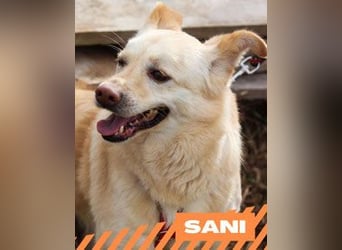 Sani - weiblich, kastriert - geboren ca. 2020 - Tierheim in Seslavci