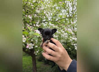 Chihuahua Welpen mit Ahnentafel