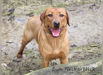 Labradoodle F1 Welpen aus Familienzucht vom Züchter 