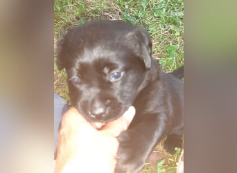 Labradorpuppies mit Papieren suchen ab Mitte Juli ein neues Zuhause