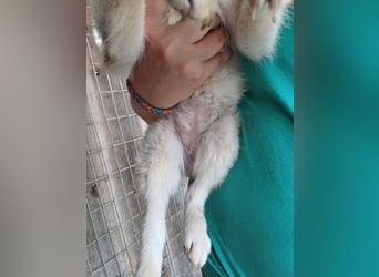 Szines PP – junge Shiba Inu-Hündin sucht geduldiges Zuhause