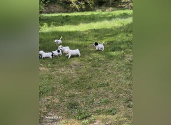 Spanische Wasserhund Welpen reinrassig