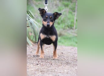 Ludmilla - aktive, nette, freundliche Terriermix Hündin