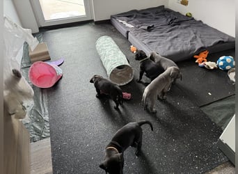 Deutsche Dogge Welpen