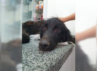 Manolo, Traumhund mit Handicap