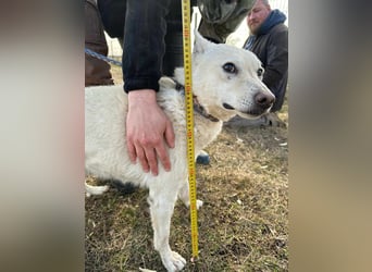Kokusz, geb. 01.05.2021, 49 cm, wartet auf schon so lange auf ihr Glück