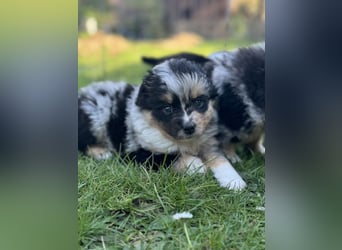 Einzigartige Mini Aussies