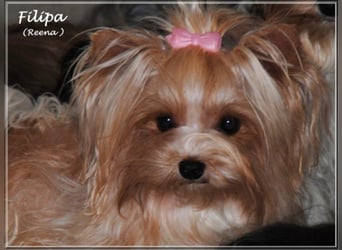 Yorkshire Terrier Welpen -verschiedene Farbgebungen u. Größen
