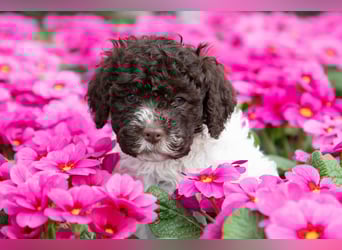 Lagotto Romagnolo Welpen, 6 Welpen suchen ein Zuhause