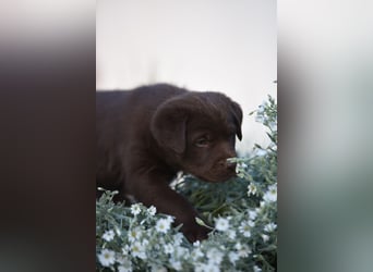 Aussiedor Aussiedorwelpe Welpe Australien Shepherd x Labrador