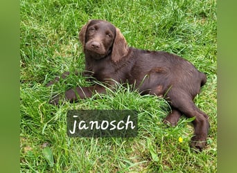 Welpen Labradoodle F1 Braun Könispudel x Labrador