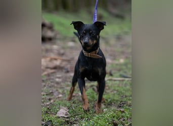 Albert – quirliger Wirbelwind sucht sportliches Zuhause!