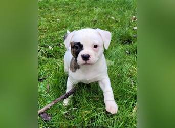 Sehr schöne reinrassige American Bulldog Welpen suchen ein neues Zuhause