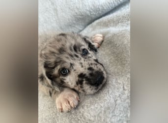 Süße Border Collie -Mudi mix Welpen