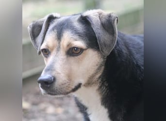 Valentin