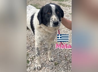 Mata, 09/23 - hübsche Begleiterin sucht ihren Menschenfreund