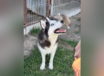 Husky Zeus
