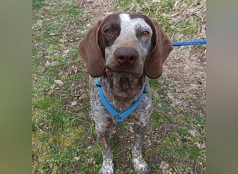 Kika - liebt Bewegung, Menschen und Hunde - fehlt nur noch ihre aktive Familie