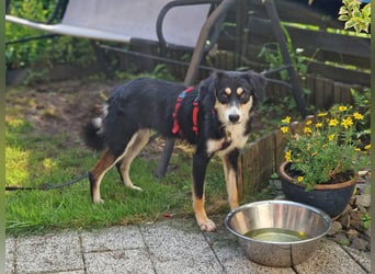 ♥JANA♥ neu auf Pflegestelle bei Köln - bildhübsche, verschmuste, bezaubernde Junghündin 48 cm