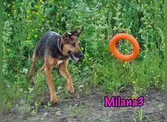 Milana3 geb. 01/2022 - menschenbezogene, freundliche und sanfte Schönheit!