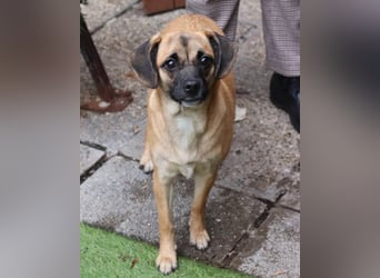 Fely ❤️ junges, liebes Mops-Mädchen