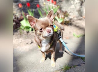 Robbin - sensible Chihuahua-Dame