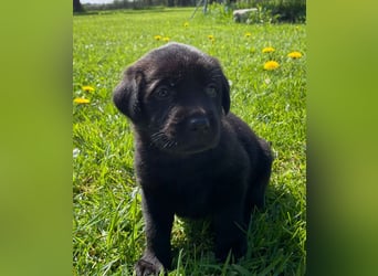 Labrador Welpen in foxred und schwarz aus liebevoller Hobbyzucht