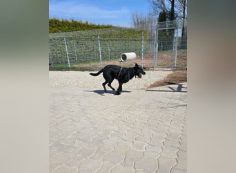 Tommy sucht das Abenteuer